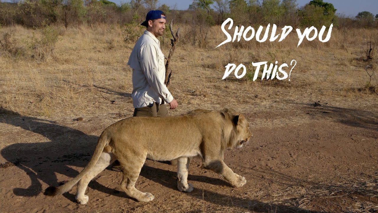 Walking with Lions in Zimbabwe, Africa - Worth it? Lion Walking Tour