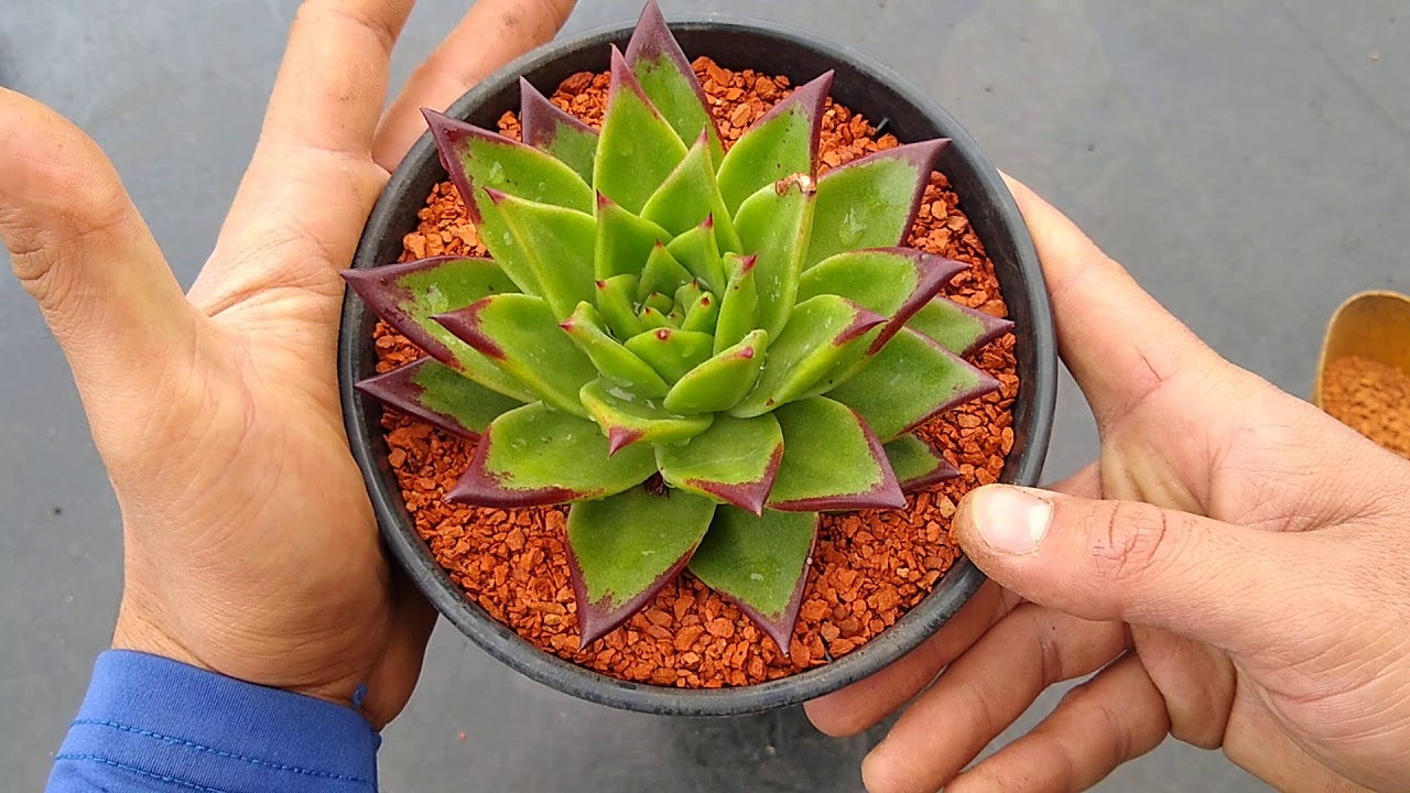 SEGREDOS DE COMO REPLANTAR UMA SUCULENTA🌿