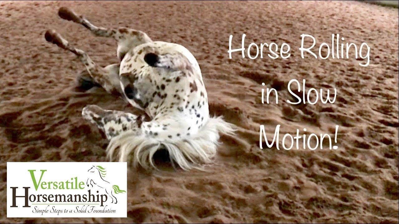 Horse rolling in slow motion!  //  Versatile Horsemanship