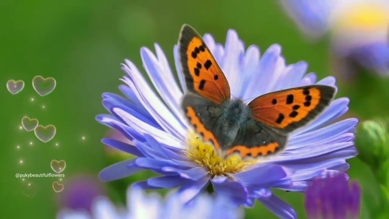 ิBeautifulflowers nature music เพลงบรรเลงผ่อนคลาย เสียงนก ธรรมชาติ ดอกไม้และฝีเสื้อ ดอกไม้หลากสี