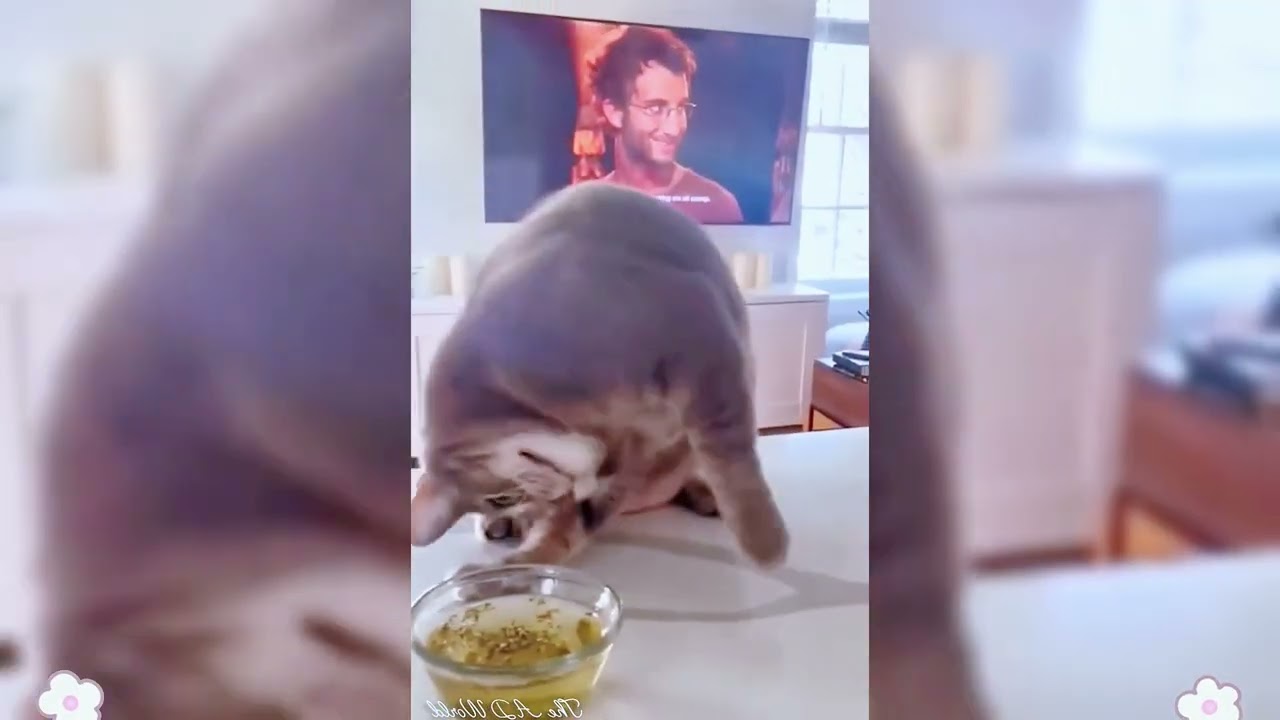 Try Not To Laugh 😅 Best Funny Cats and Dogs Videos 2026 😹🐶 Part 1