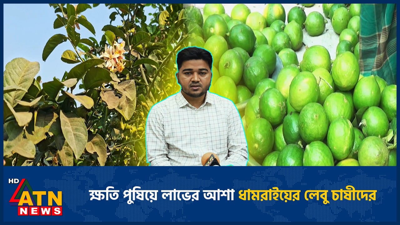 ক্ষতি পুষিয়ে লাভের আশা ধামরাইয়ের লেবু চাষীদের | Metal | ATN News