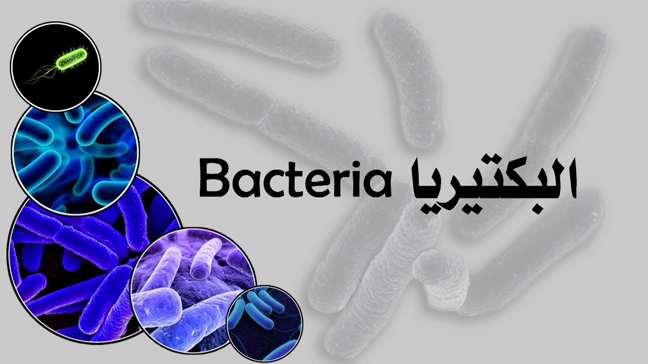 البكتيريا | بدائيات النوى | مادة الأحياء