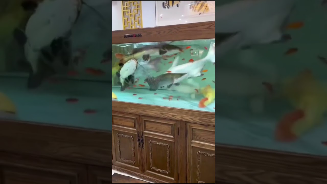 Kasih makan ikan monster #ikanpredator #ikan #ikanchannna