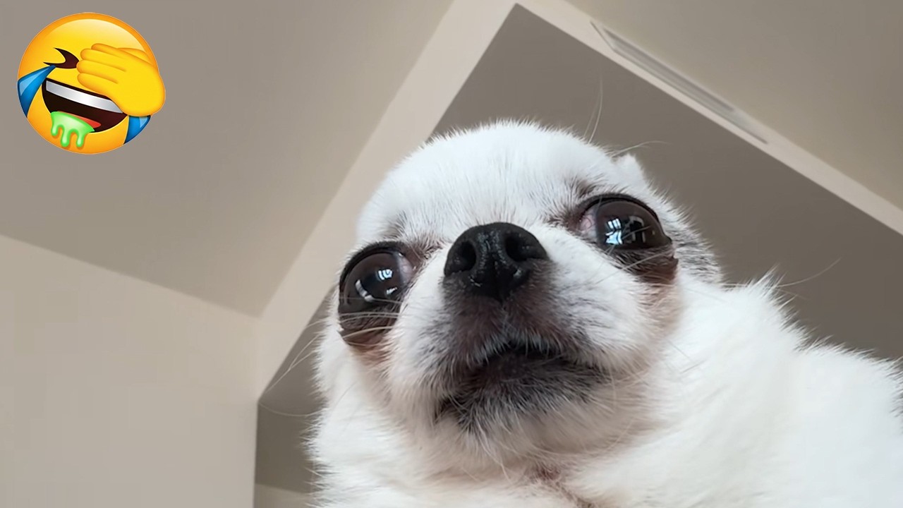 Try Not To Laugh - Funny Dogs Compilation - Daily Serving of Dog Videos EP24