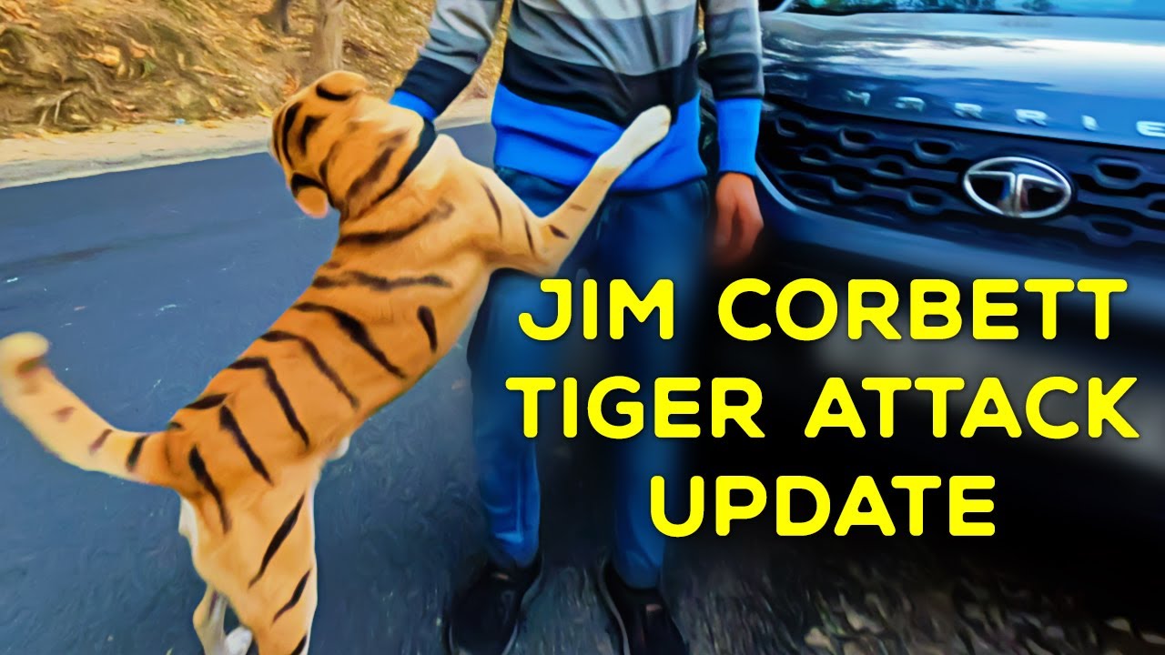 Tiger Attack Update - Mohaan, Jim Corbett 2023 - 4K Video Hindi | हिन्दी