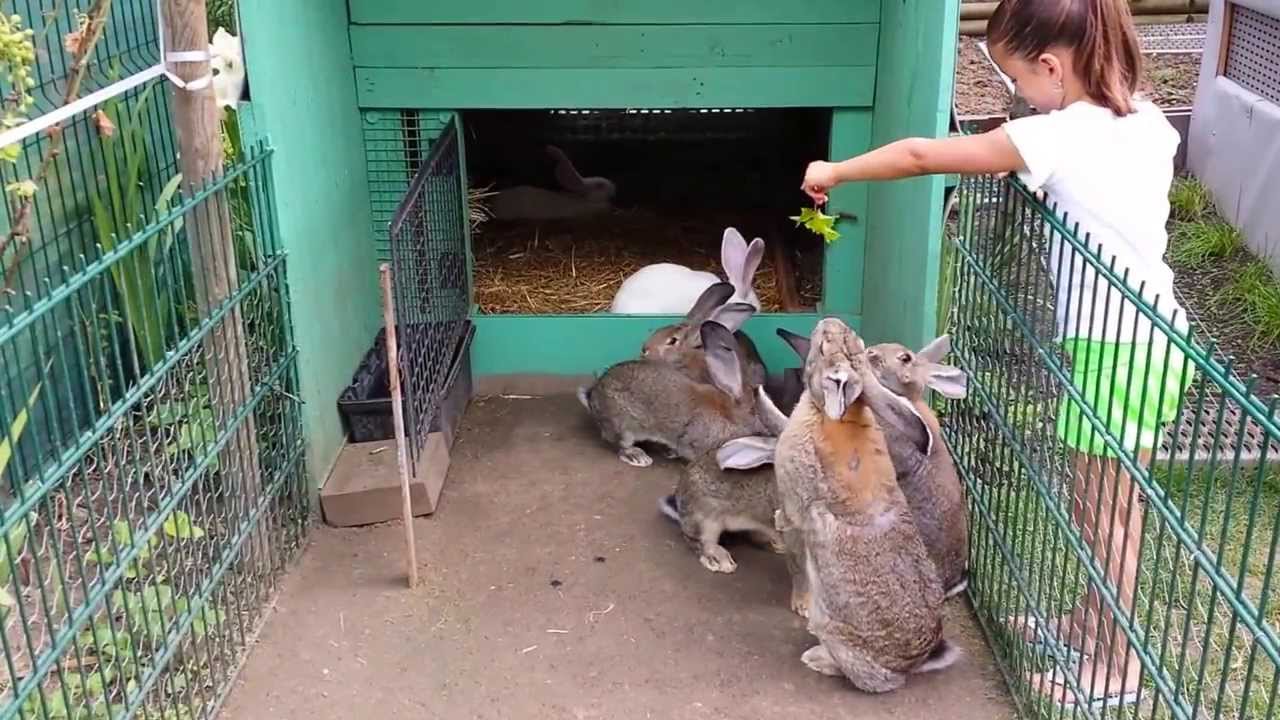 lapin geant des flandres