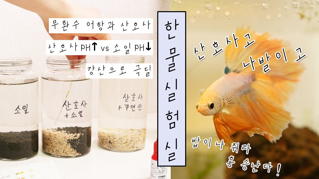 무환수 어항의 추천 바닥재 산호사 실험｜원스팜, 아쿠아윌 도 사용