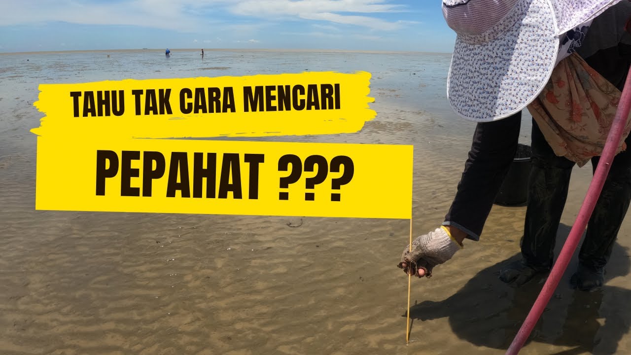 CARA MENCARI PEPAHAT DI PANTAI KELANANG
