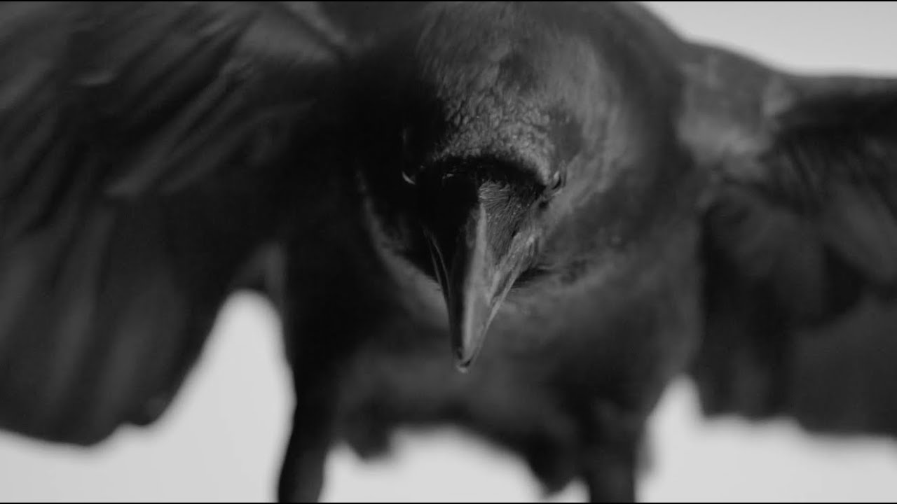 Amenra 