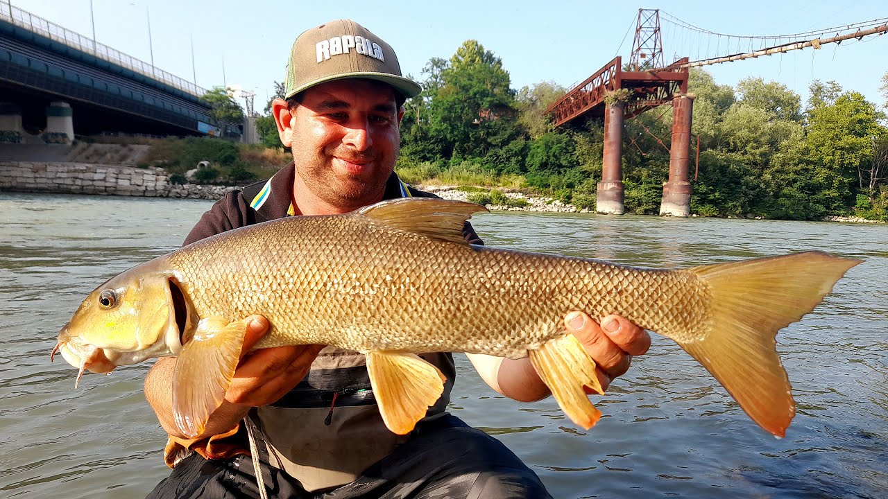Pesca ai Grossi BARBI su un Fiume Fantastico