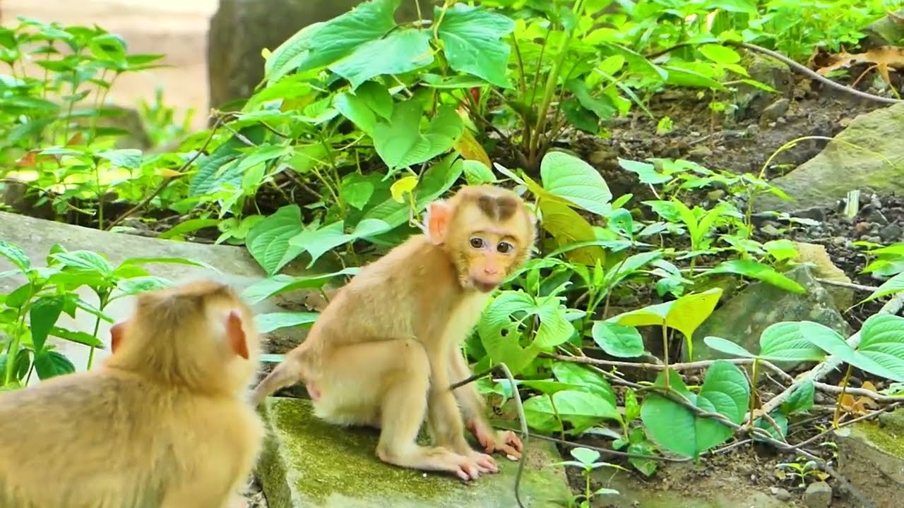 Today, an abandoned female pigtail monkey was released at the Sovana, sized as big as a baby mollie