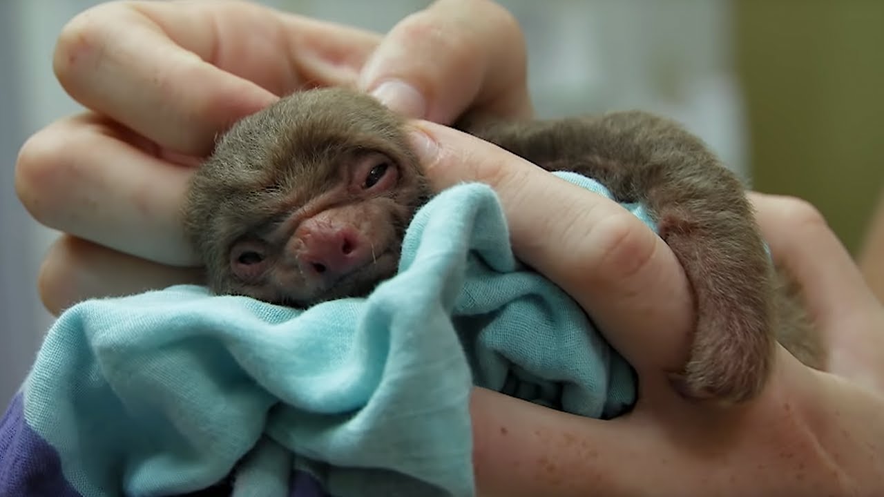 Tiny Orphan Baby Sloth Rescued | BBC Earth