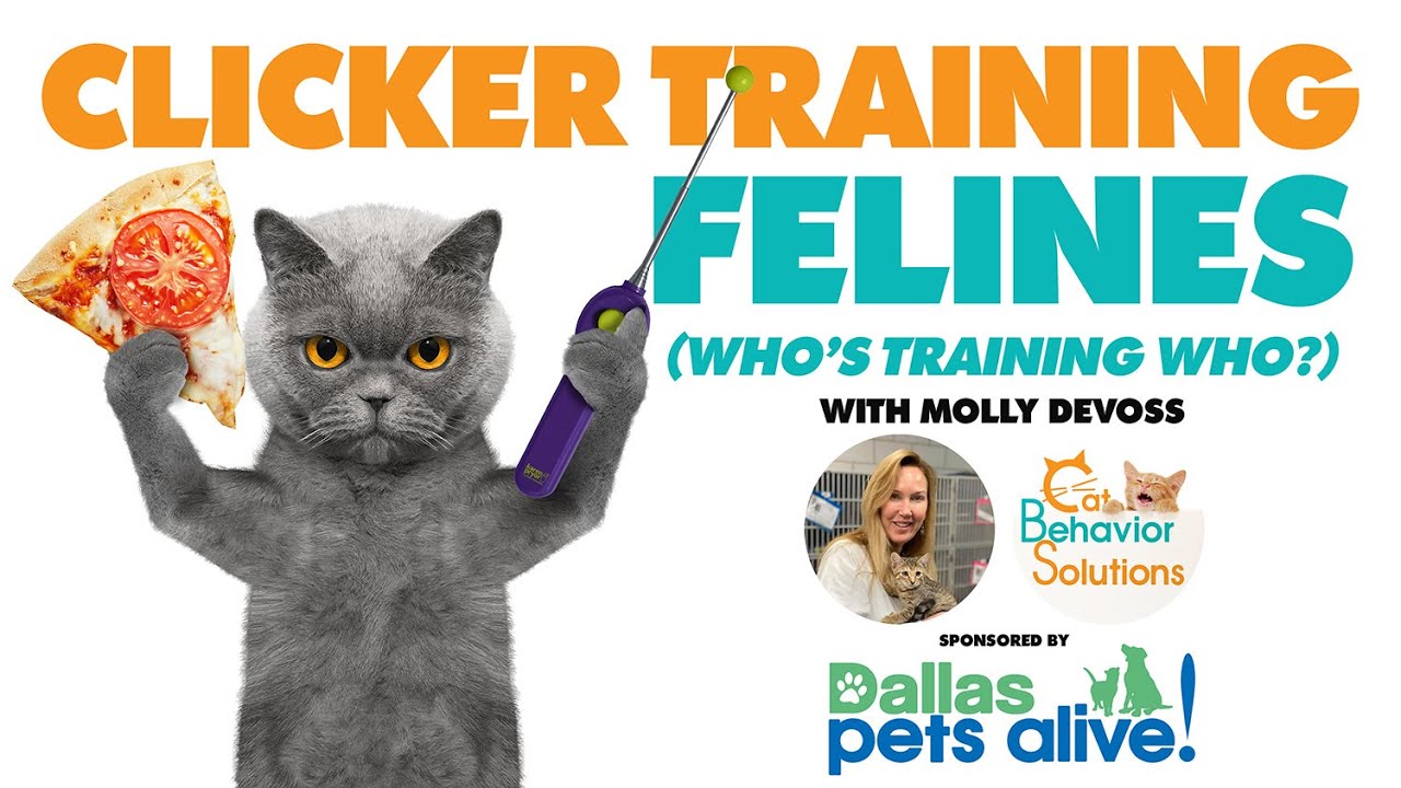 Cat Behavior Workshop  - Clicker Training Cats