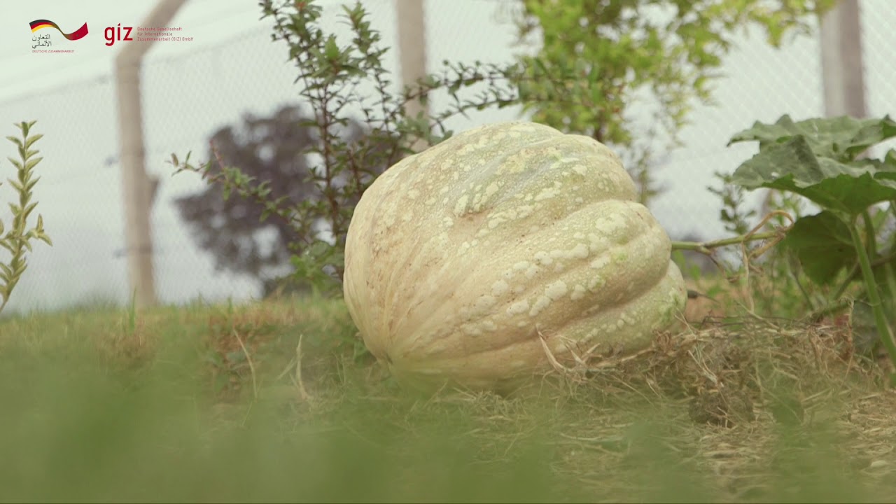 Assainissement durable Maroc - les Filtres plantés