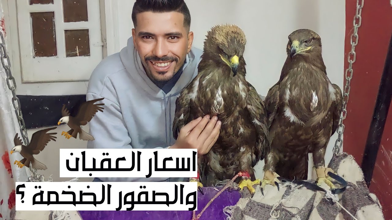 مزرعة أ / محمود معجزة للعقبان والصقور الضخمة الكبيرة بالاسعاااار وأرقام التليفون 🦅🔥🔥