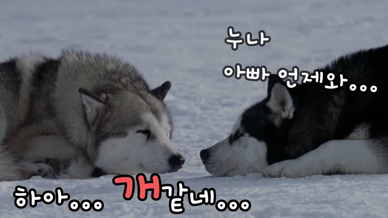 [영화리뷰/결말포함] ※감동실화※ 남극에 175일이나 갇힌 8마리의 썰매견들을 구조하라! 영화 '에이트 빌로우' 리뷰ㅣ폴 워커ㅣ