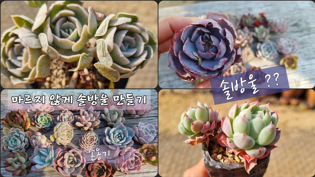 다육 솔방울 모양  만들기 \물주는 방법 \ 주물럭 손옹기화분 \  Tips for making succulents smaller \#다육#다육화분
