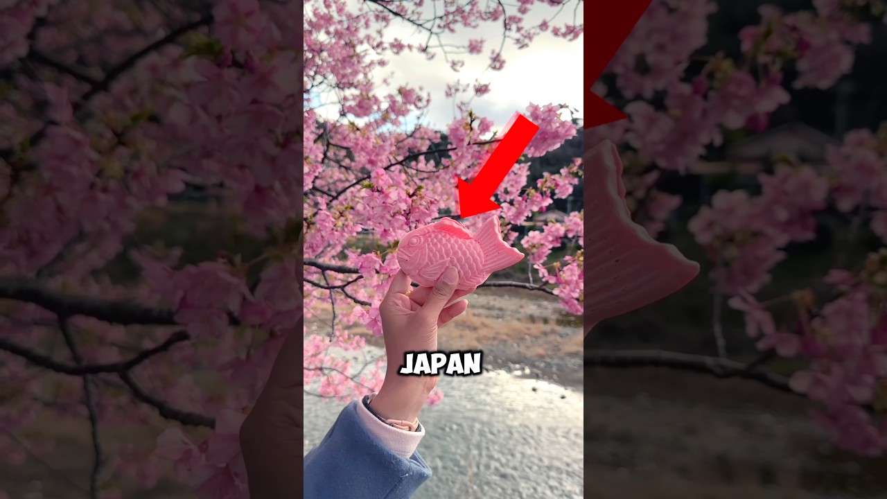 Why February is the BEST Time to Visit Japan for Cherry Blossoms?
