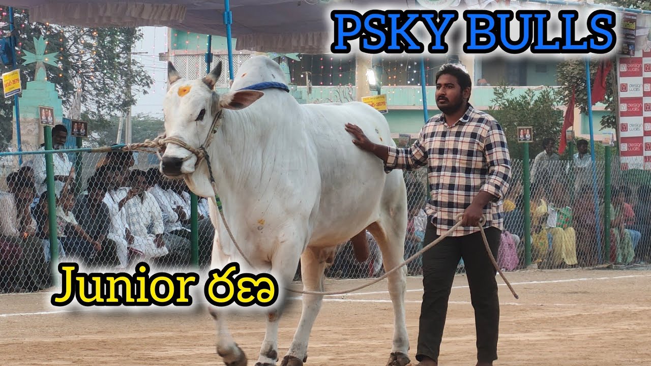 రెంటచింతల గ్రామం సబ్ జూనియర్ విభాగం 💥 11వ జత 💥PSKY BULLS 💥కంబైన్డ్ యామిని మోహన్ శ్రీ గారు 💥