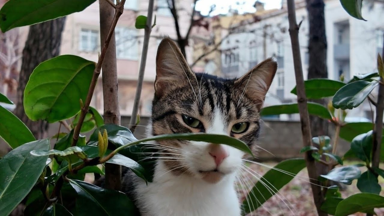 Winning the Trust of a Scared Stray Cat