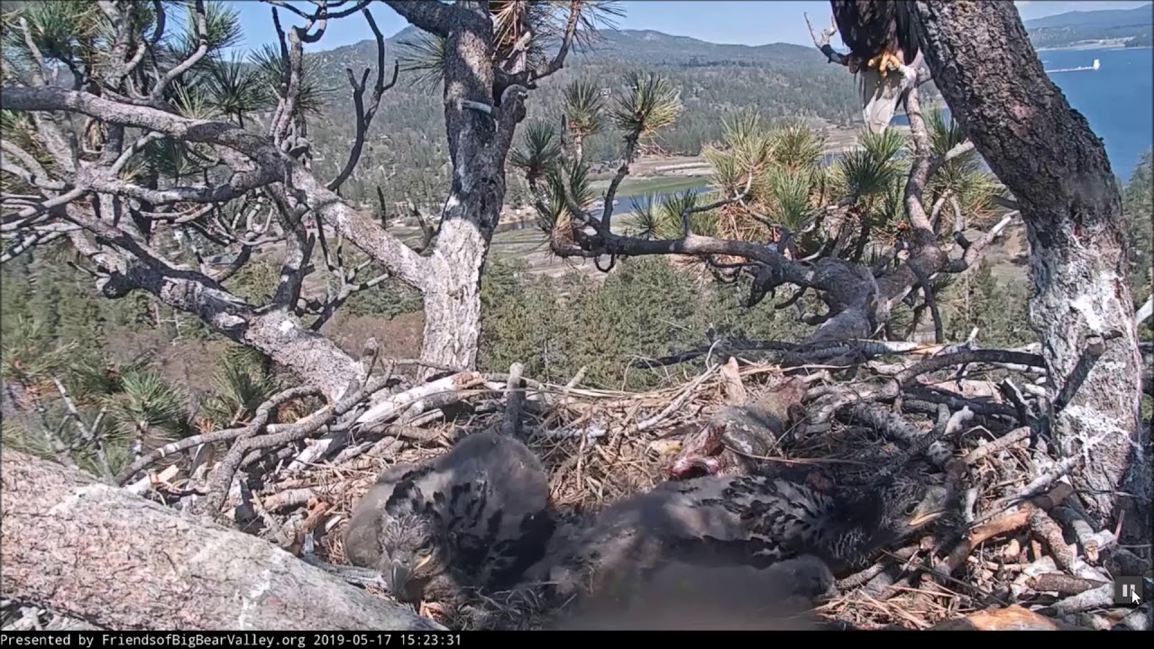5-17-19 Big Bear Eagles- Casting A Huge Pellet!
