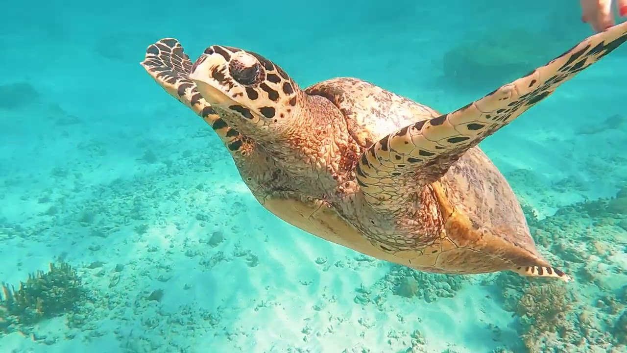 Indonesia trip, Bali and Java