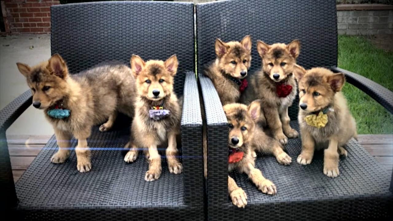 Would You Choose to Clone Your Deceased Pet?
