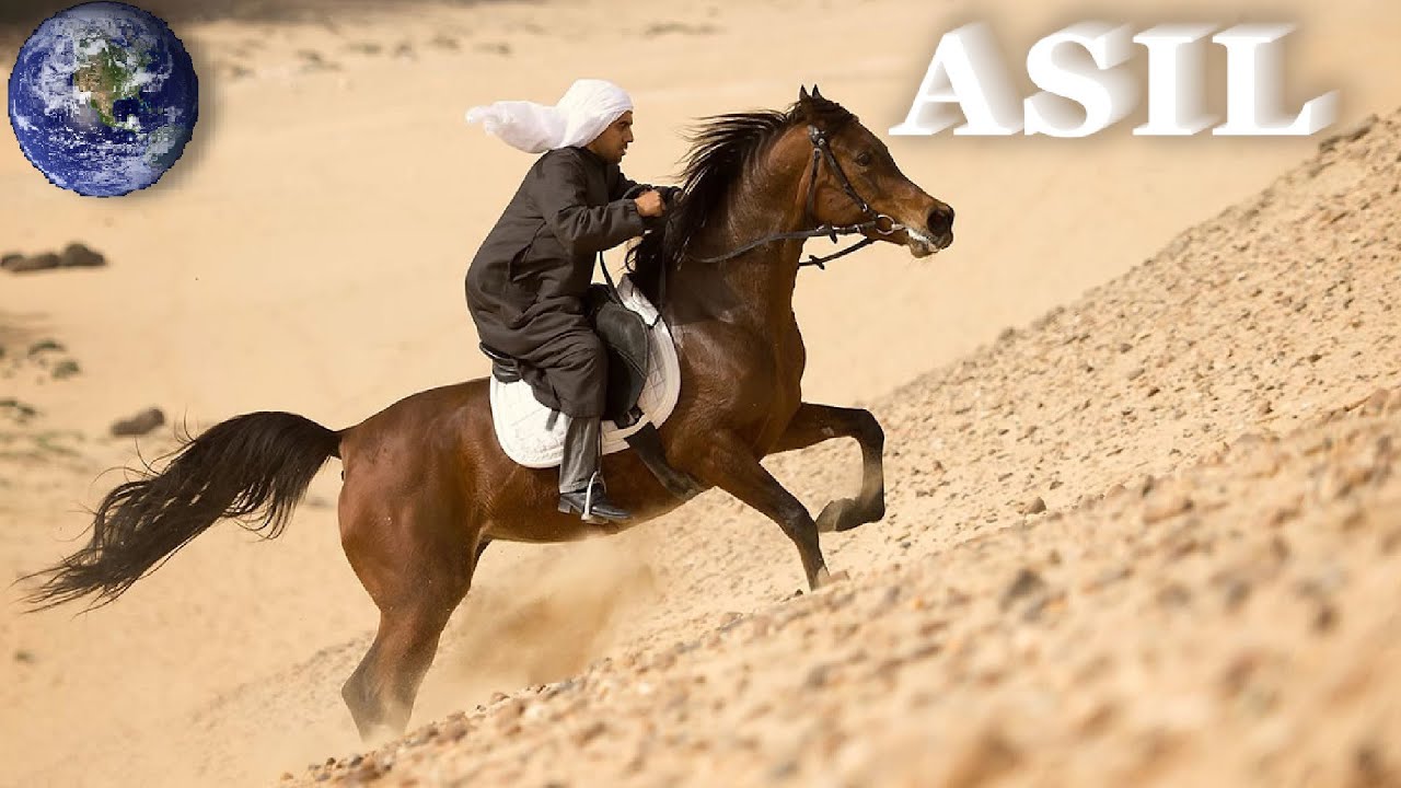 TOP Beautiful Asil Horse in the World!