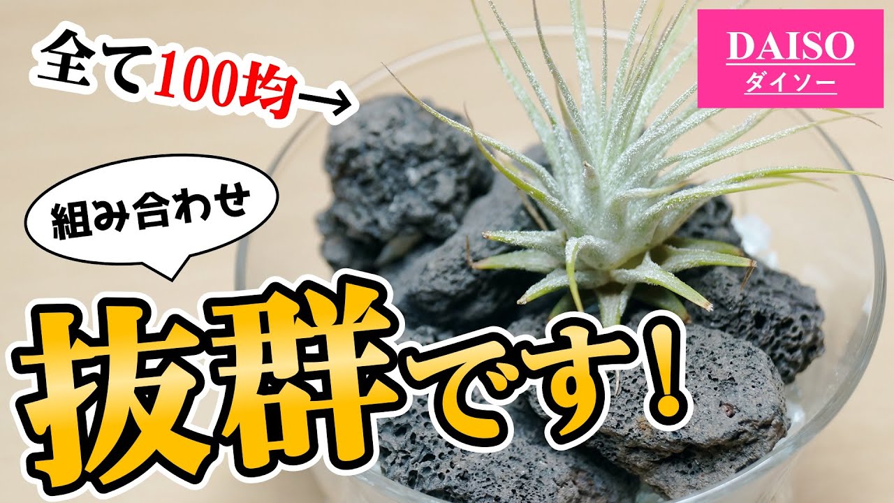 100均観葉植物の中、売れ残っているエアプランツの育て方【チランジア】