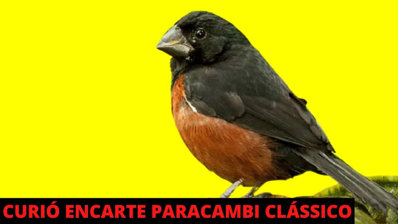 CURI&Oacute; ENCARTE PARACAMBI CL&Aacute;SSICO  -  CANTO DO CURI&Oacute; PARACAMBI CANTANDO MUITO