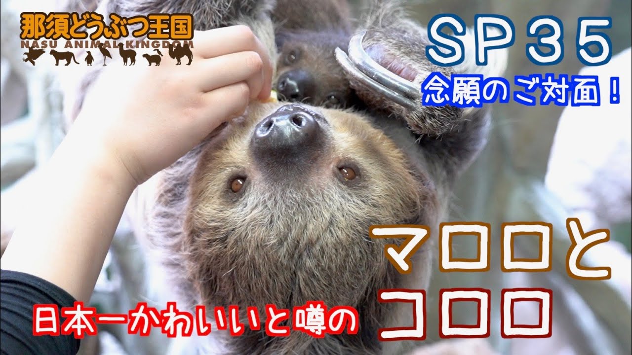 ＳＰ３５　日本一かわいいと噂のナマケモノ親子（マロロとコロロ）