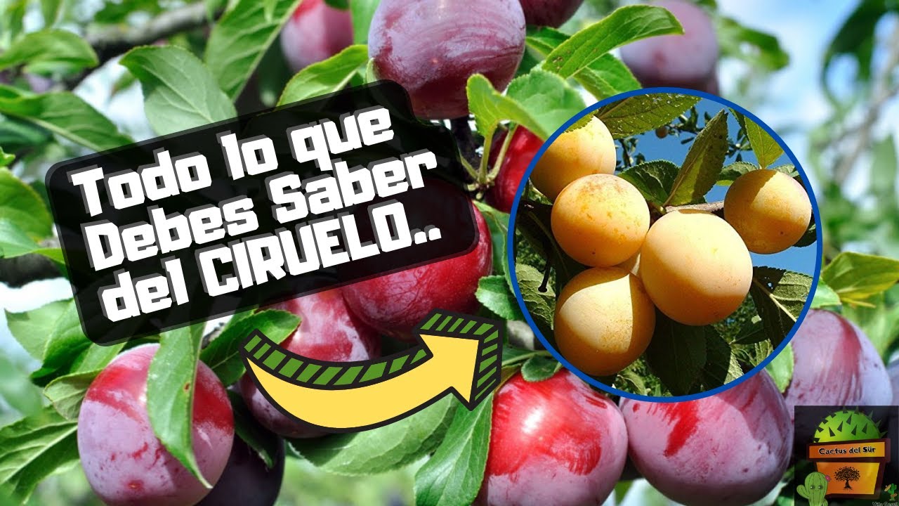 CIRUELO - Caracteristicas y Cuidados Para Su CULTIVO