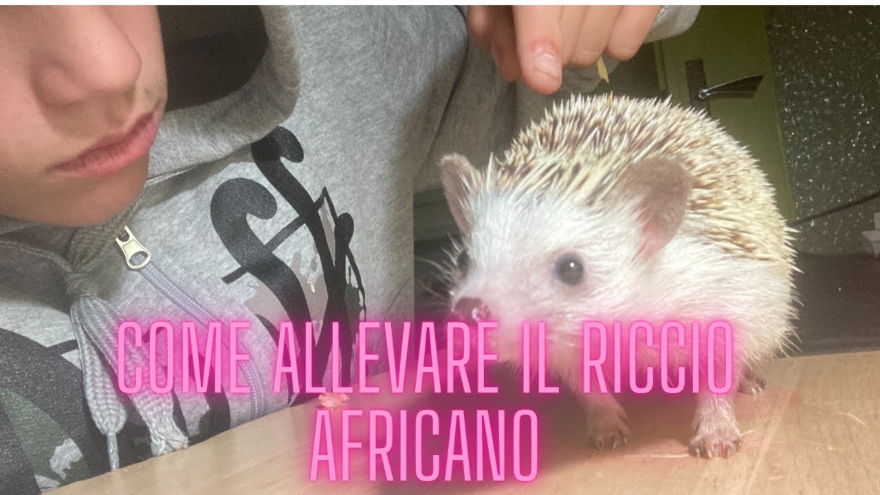 come ALLEVARE un RICCIO AFRICANO