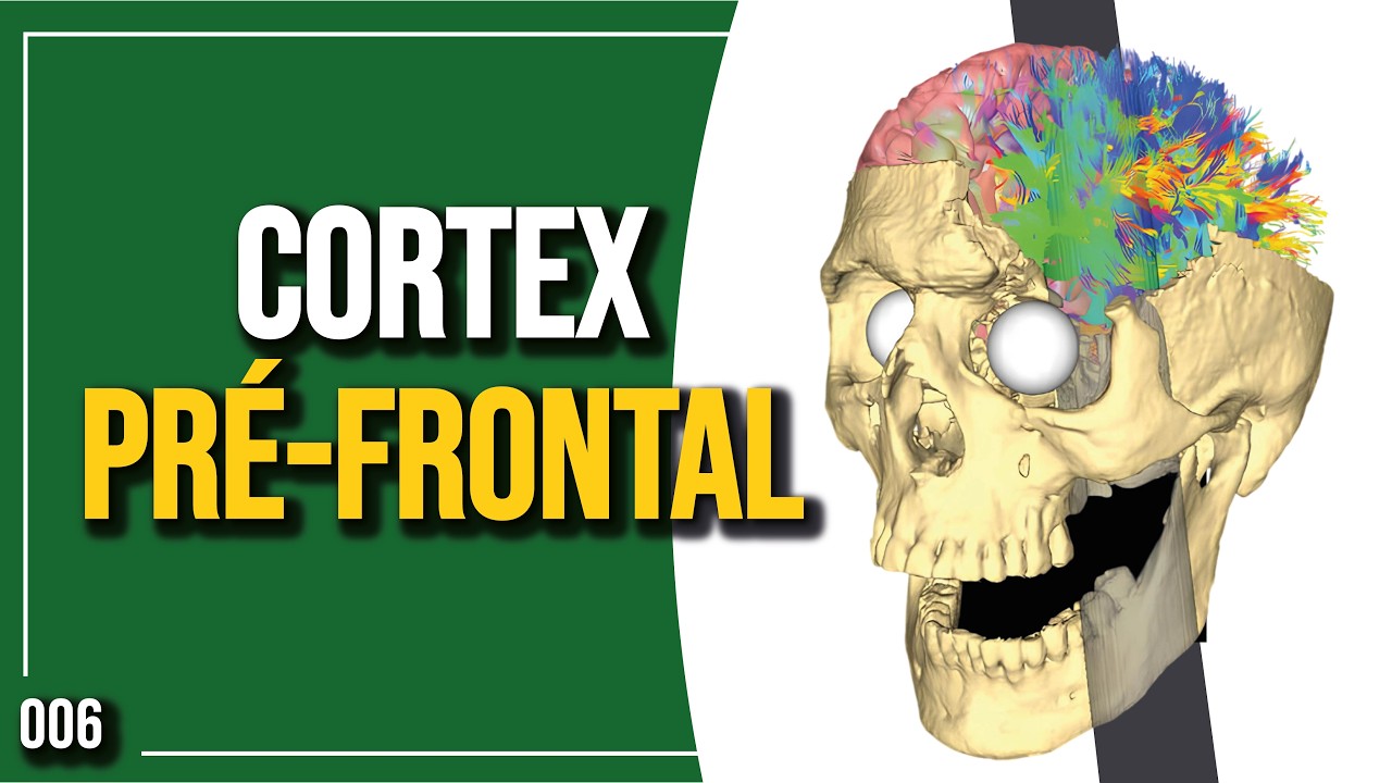 Cortex Pré Frontal | Introdução à Neurociências | 006 - Parte 3
