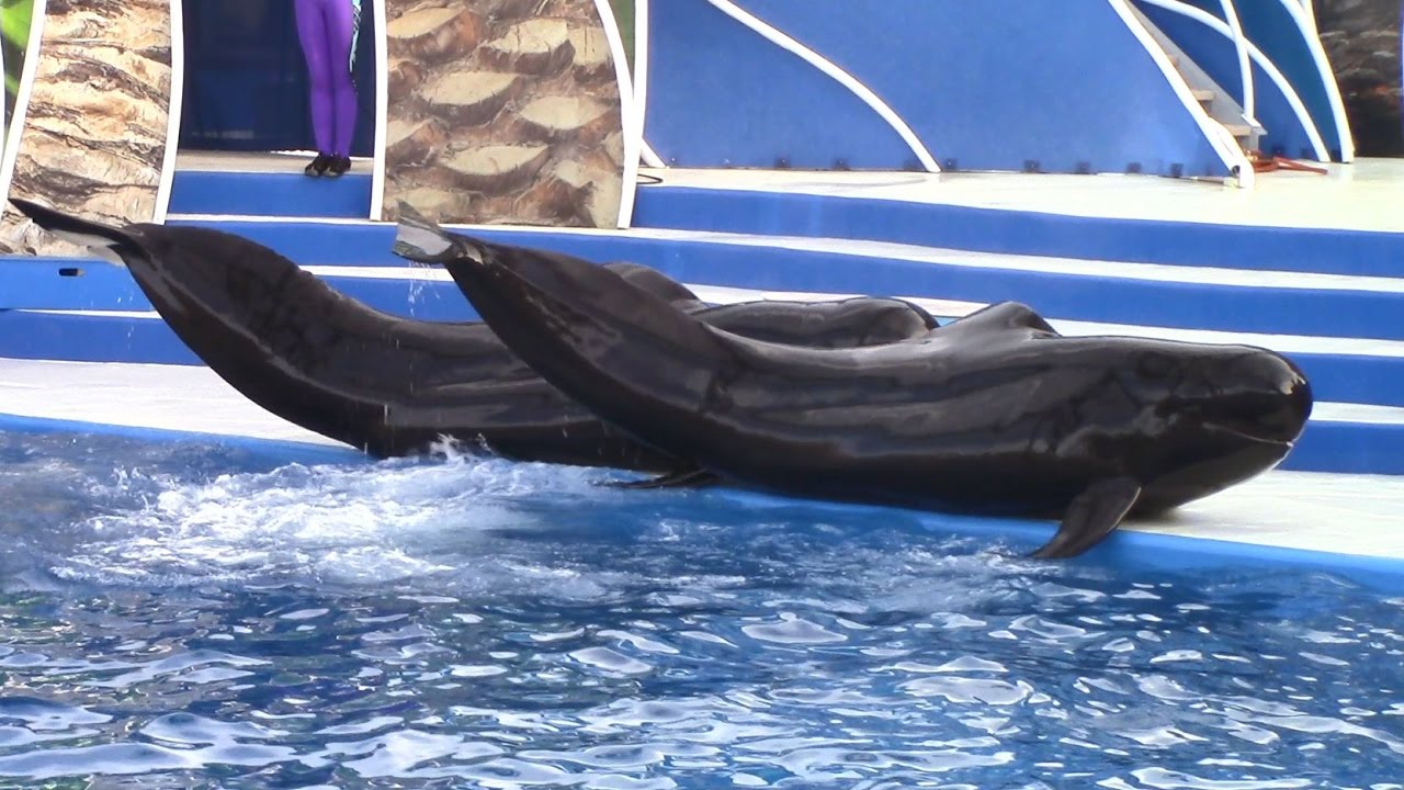 Dolphin Days (Full Show) at SeaWorld San Diego (1/10/17)
