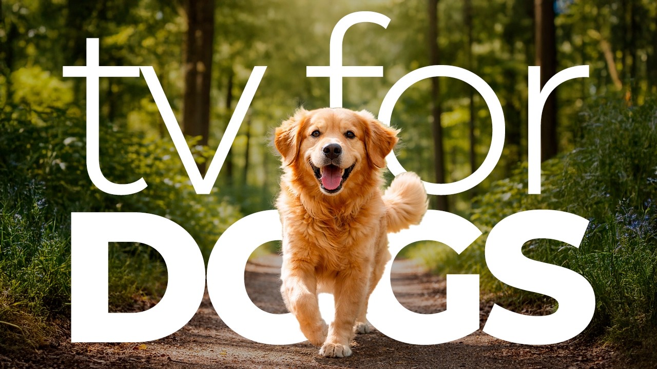 TV For Dogs | Calm Forest Walk for Bored & Anxious Dogs | 4 Hours of Enrichment