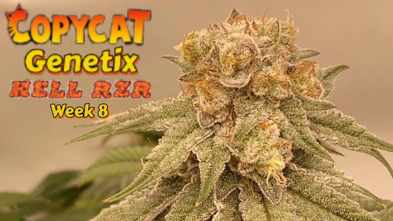 Copycat Genetix Hell Rzr wk 8 @MarsHydro_official fce4800 @TNBNaturals Hydrobucket @cronknutrients