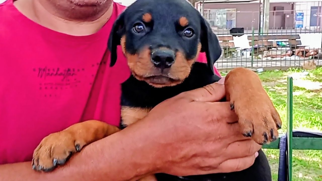 FEIRA DE CACHORROS DE RAÇA EM PERNAMBUCO MERCADO DA MADALENA RECIFE-PE 