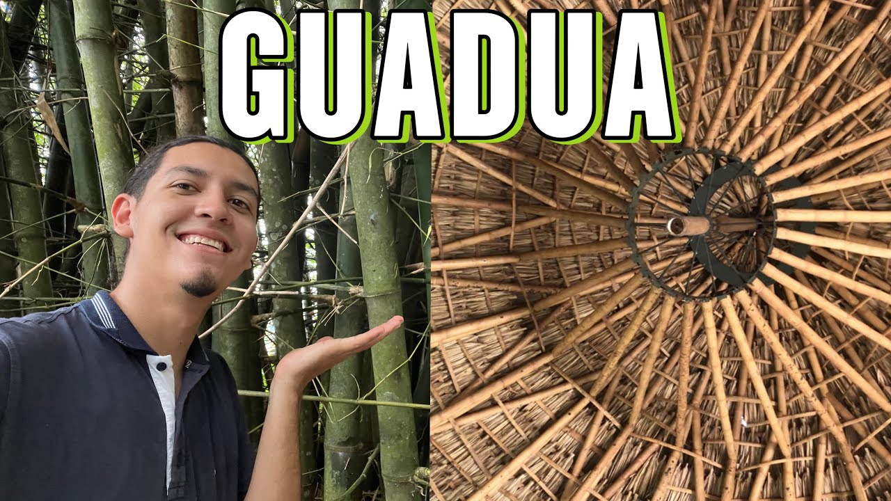 El cultivo de GUADUA & su aprovechamiento.
