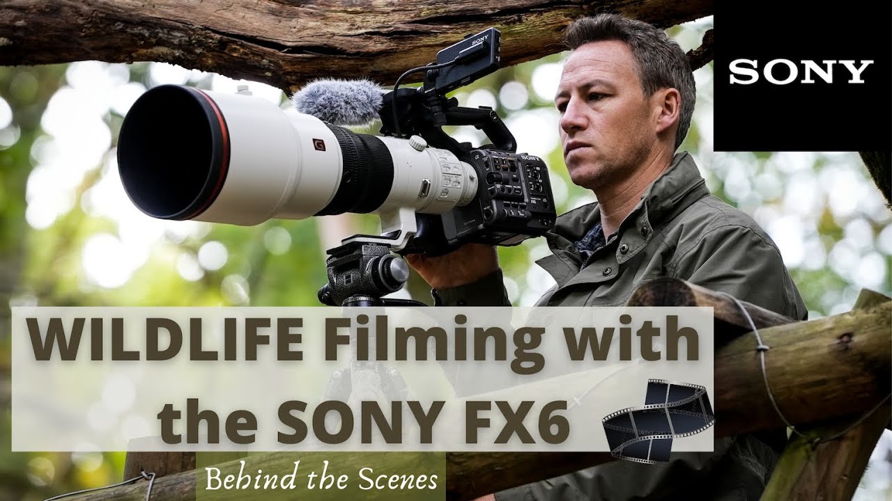 NEW Sony FX6!!! What's it like for filming WILDLIFE?