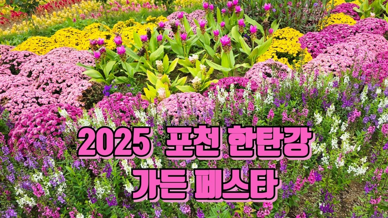 [2025 포천 한탄강 가든페스타] 가을꽃 정원·출렁다리·야경까지 한눈에!