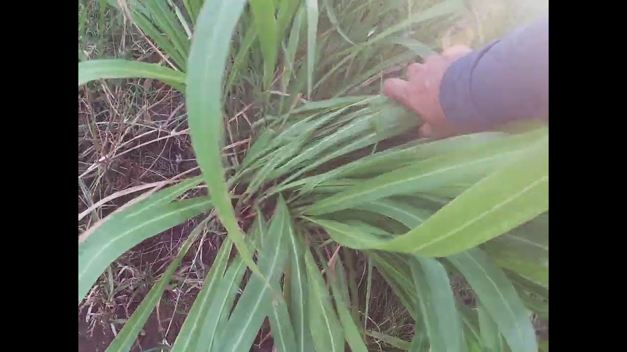 Mombaça plantado através de mudas.