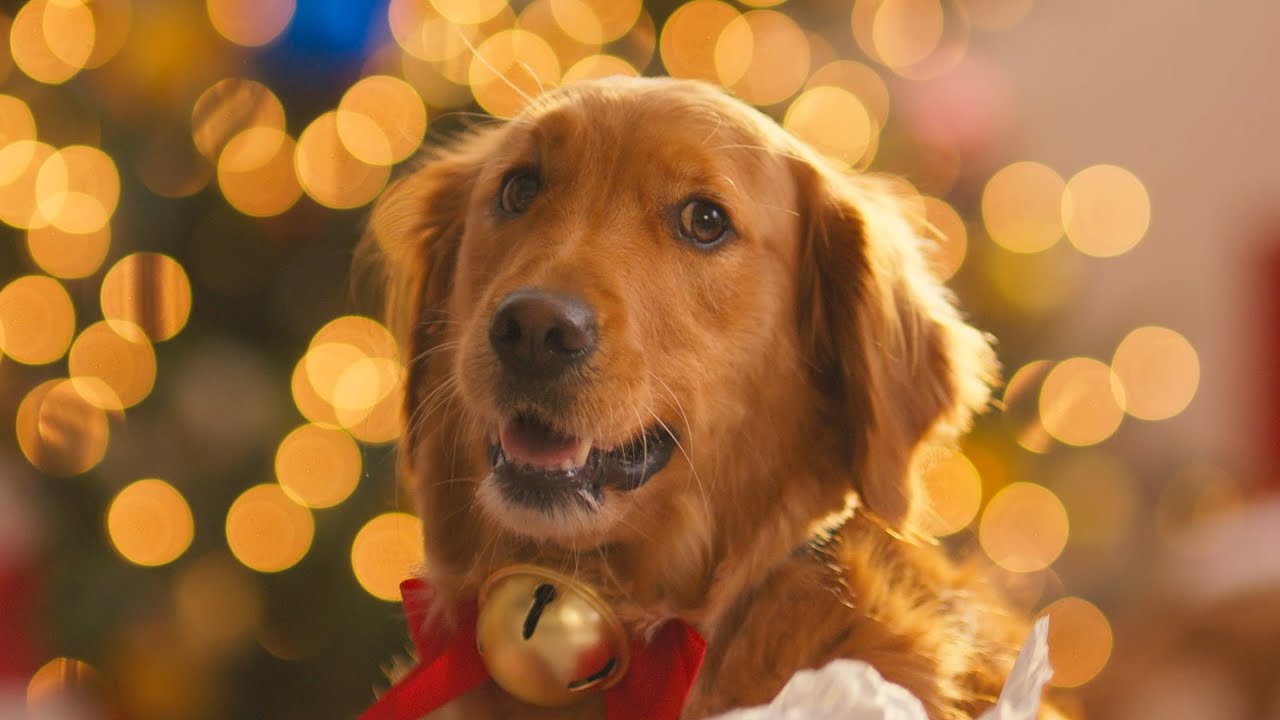 Дайте волю веселью | Праздник Petco 2025