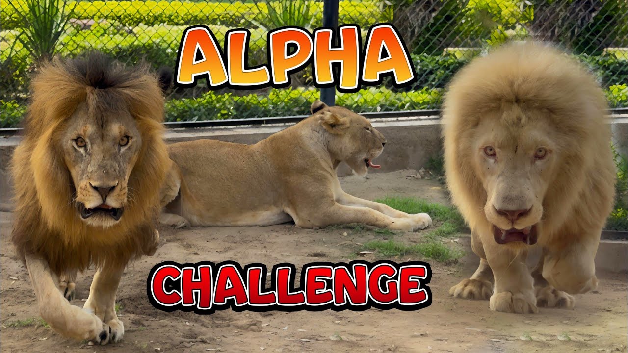 When two alphas collide only one can rule 🔥 | Tow Big Lions 🦁🦁