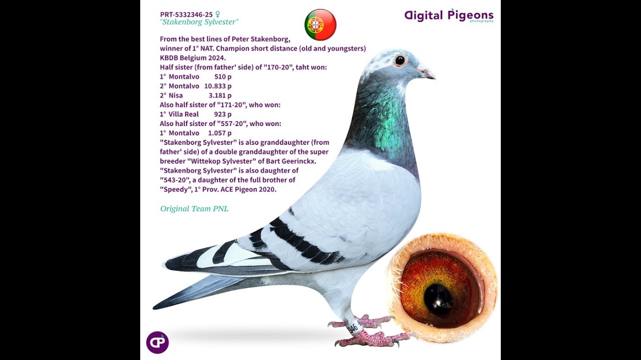 PRT-5332346-25 - STAKENBORG SYLVESTER - TEAM PNL - DIGITAL PIGEONS AUCTION
