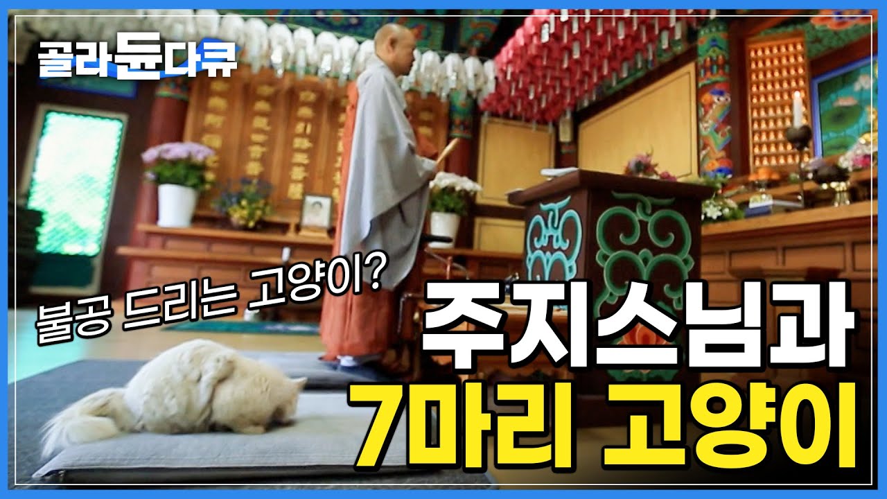 백가지의 즐거움이 있는 절 ‘백락사’에는 불공을 드리는 고양이 보살이 있다! 암자를 지키는 7마리 고양이들은 열심히 정진 중! |반려동물|고양이 보살|불교|한국기행|#골라듄다큐
