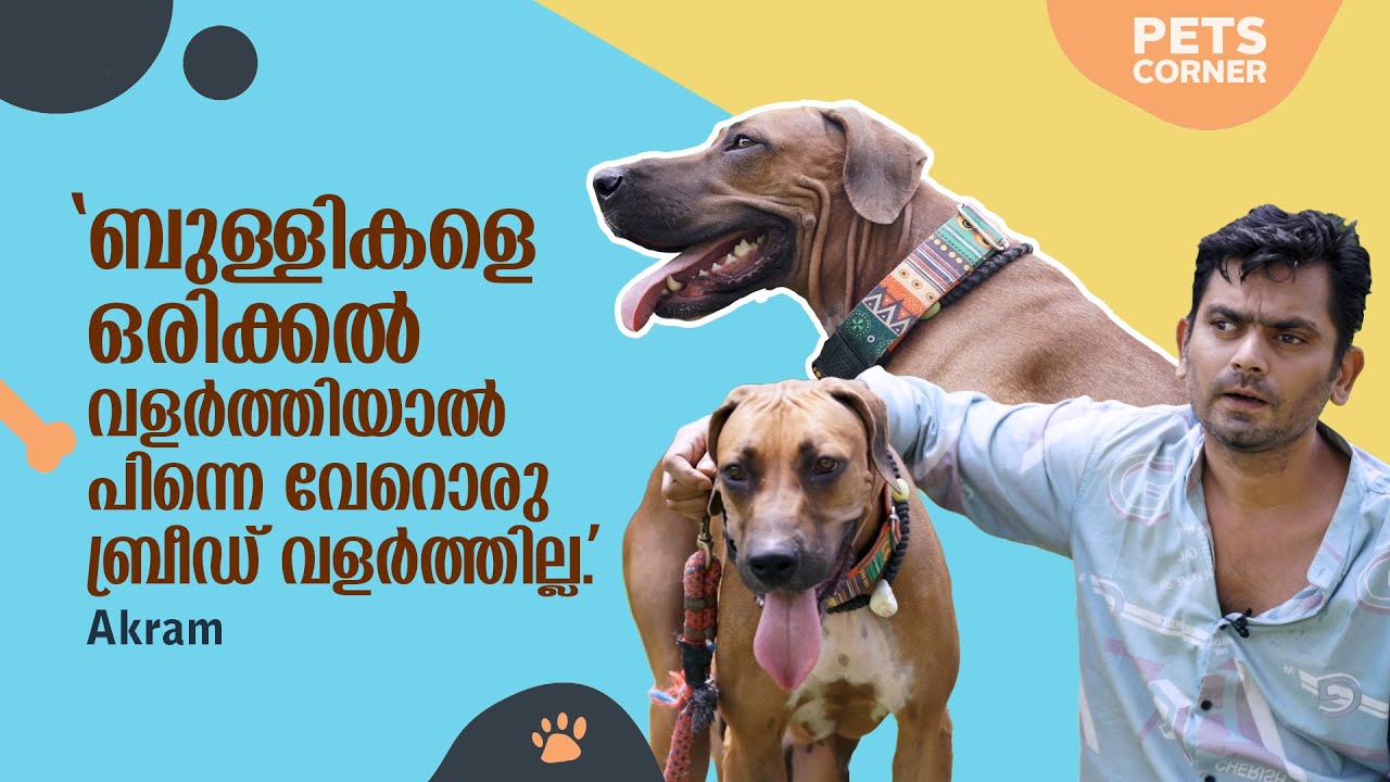ബുള്ളികളെ ഒരിക്കല്‍ വളര്‍ത്തിയാല്‍ പിന്നെ വേറൊരു ബ്രീഡ് വളര്‍ത്തില്ല.. Akram @keralapetscorner
