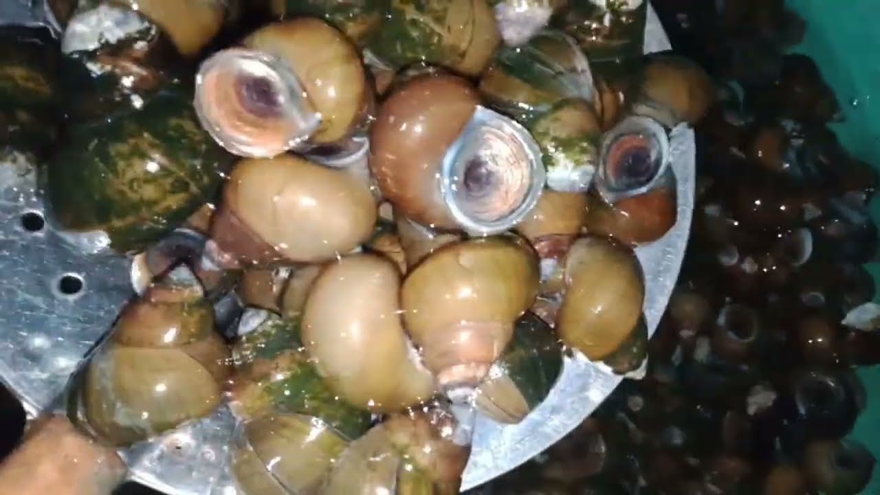 Caraku membersihkan Siput  sawah @wa nyai