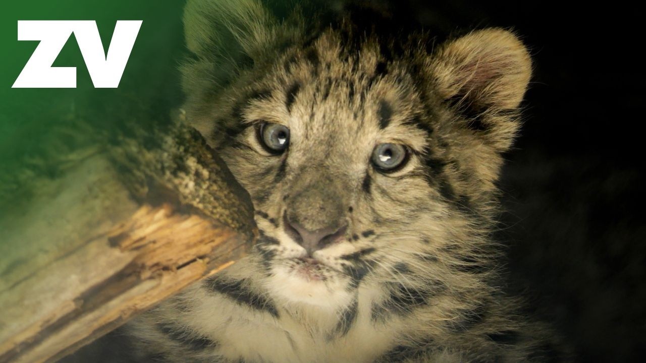 Snow Leopard cubs venture outside and have their first vet check